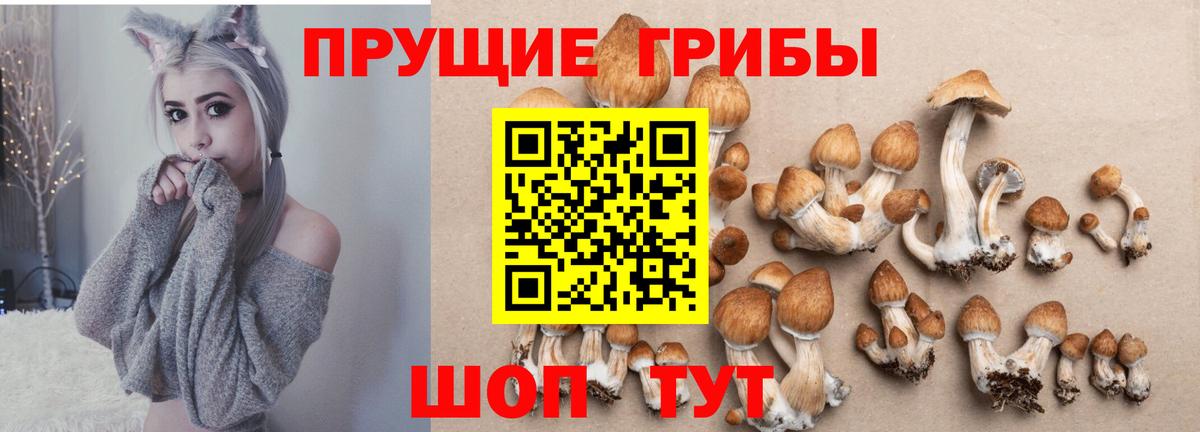 Псилоцибиновые грибы Psilocybe Ангарск